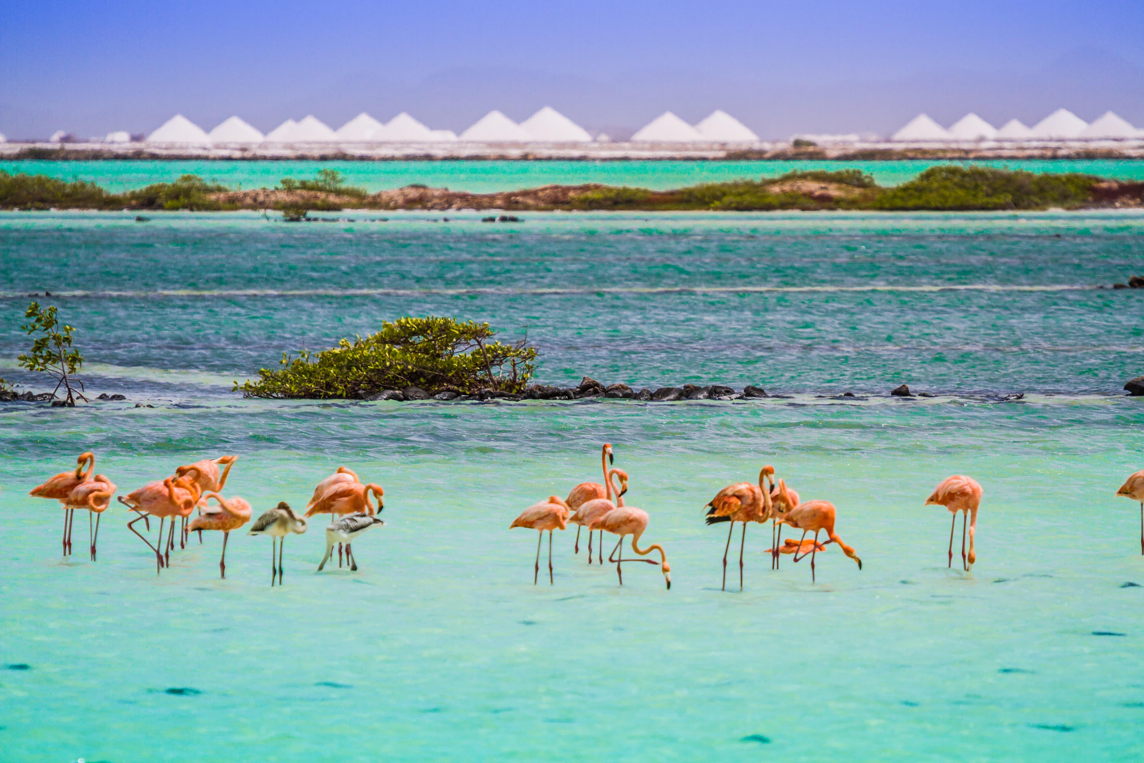 Santuario de flamingos y montanas de sal en Bonaire